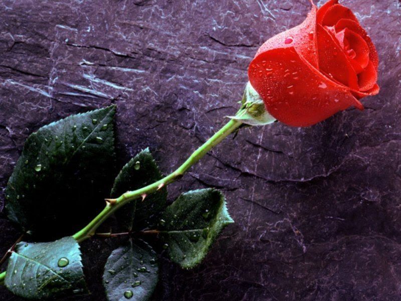 red rose Pictures, Images and Photos