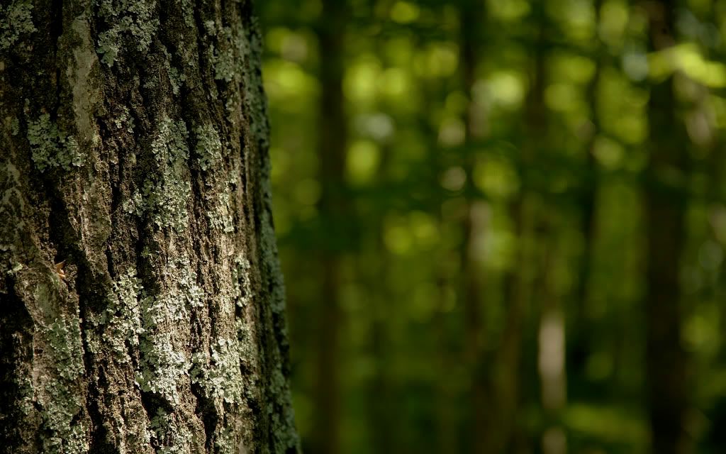 01327_lichen_2560x1600.jpg