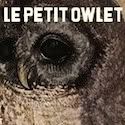 Le Petit Owlet