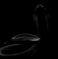 dark cobra