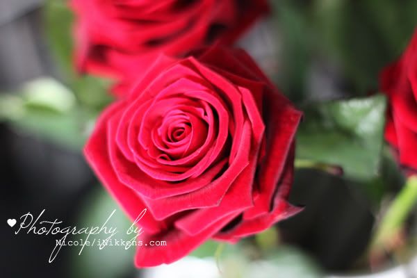 rozen rozen
