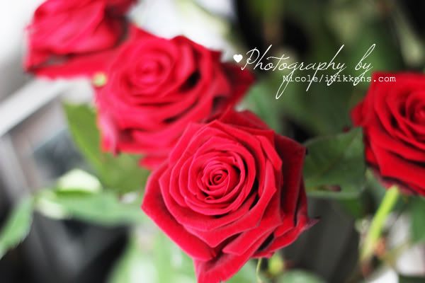rozen rozen