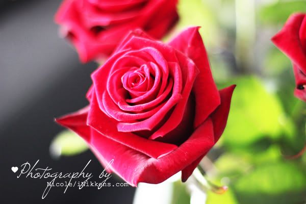rozen rozen