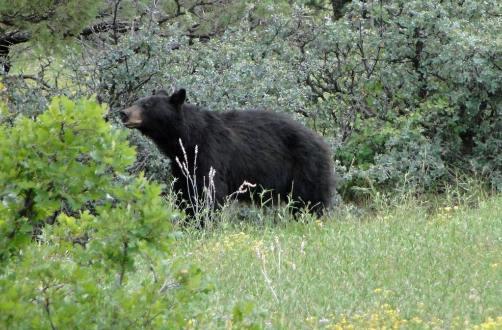 bear2012.jpg