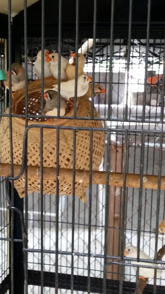 Bán chim manh manh cfw ,long cơ