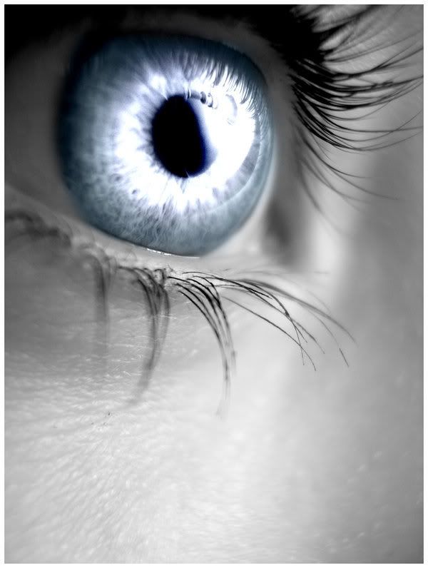Silver_Eye.jpg Silver Eyes