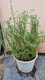 Cỏ xạ hương (Thyme)