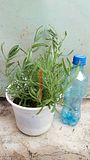 Cây oải hương (Lavender)