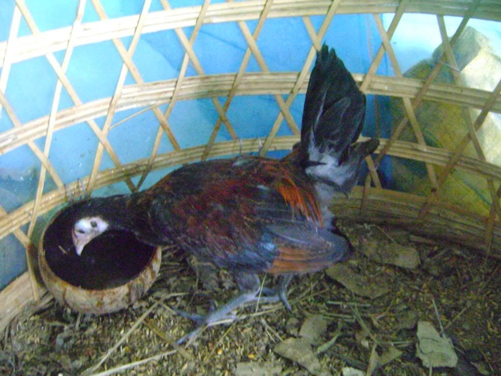 Trống tre mỹ rặc 4 tháng mấy và một em gần 7 tháng ( bao mỹ rặc chuẩn f1 ) - 2