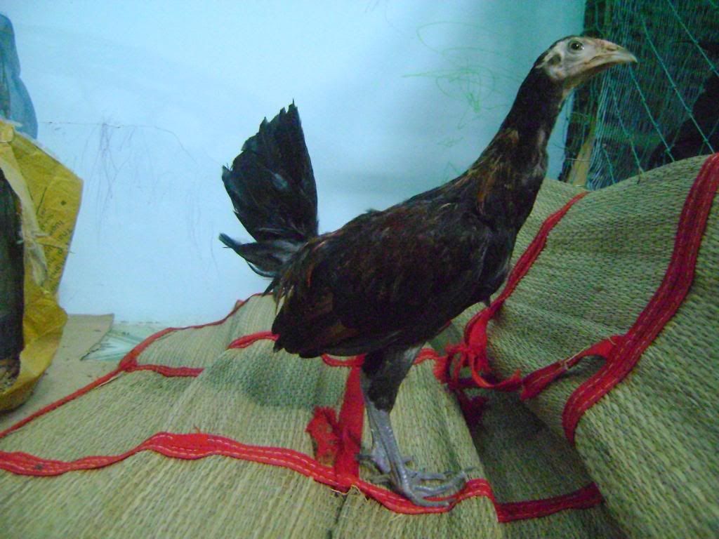 Trống tre mỹ rặc 4 tháng, gà f1 và trống mỹ nhập 1kg180 cho ae nào quan tâm đây ! - 5