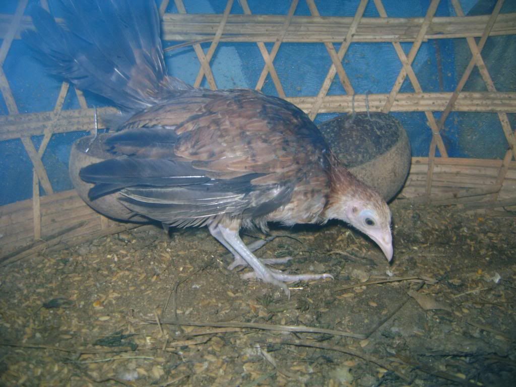 Q.Bình Tân bán tre mỹ rặc bao chuẩn f1 - 5