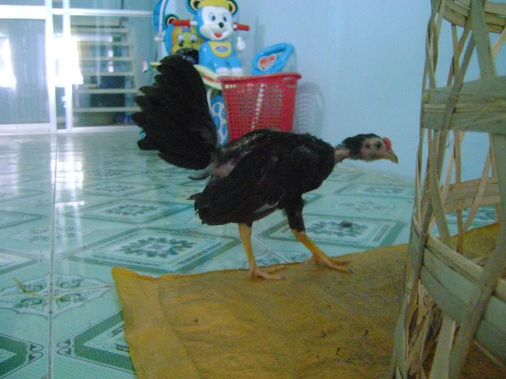 Q.Bình Tân bán tre mỹ rặc bao chuẩn f1 - 4