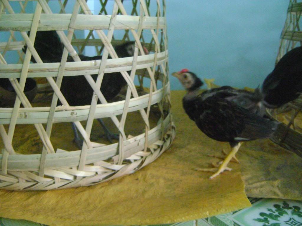 Tre mỹ rặc hàng chuẩn f1 , gà mới lên 3-4 tháng hơn cho ae nào cần làm giống - 11