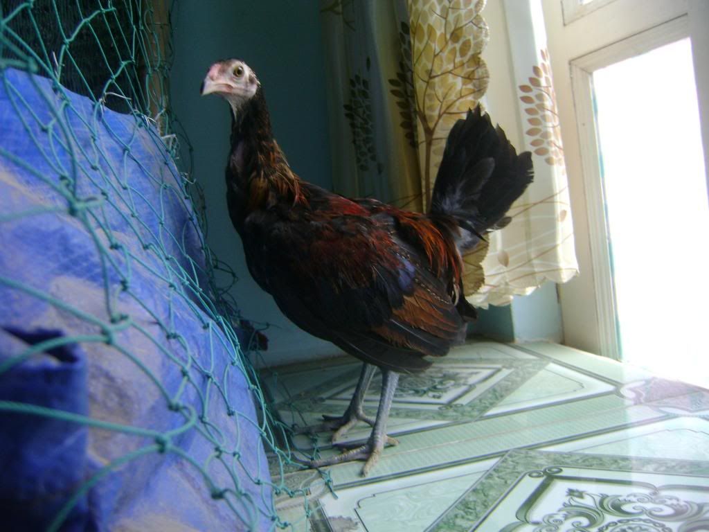 Q.Bình Tân bán tre mỹ rặc bao chuẩn f1 - 1