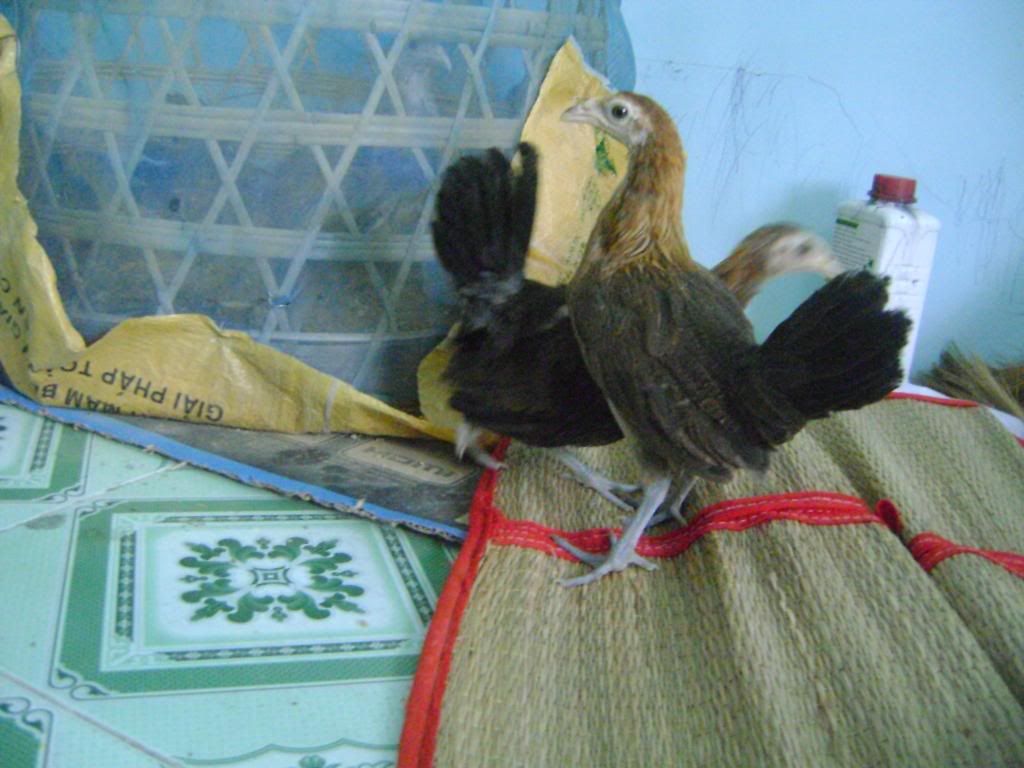 Q.Bình Tân bán tre mỹ rặc bao chuẩn f1 - 2