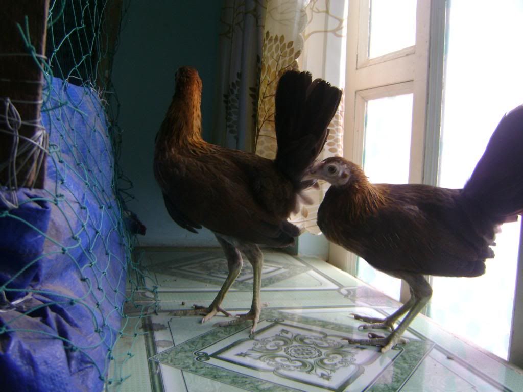 Q.Bình Tân bán tre mỹ rặc bao chuẩn f1 - 3