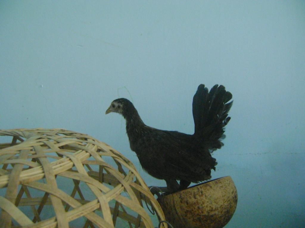 Tre mỹ rặc hàng chuẩn f1 , gà mới lên 3-4 tháng hơn cho ae nào cần làm giống - 3