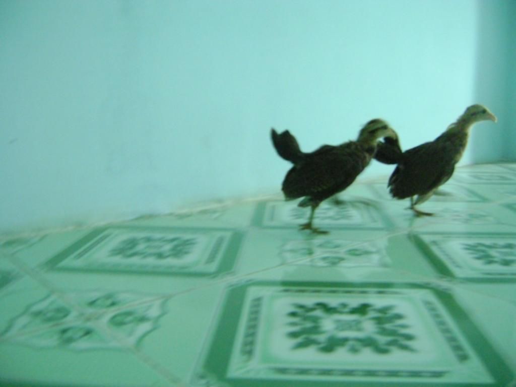 Tre mỹ rặc tơ 2 tháng - 3 tháng tại Q. Bình Tân , gà đẹp bao tre mỹ rặc chuẩn f1 - 3