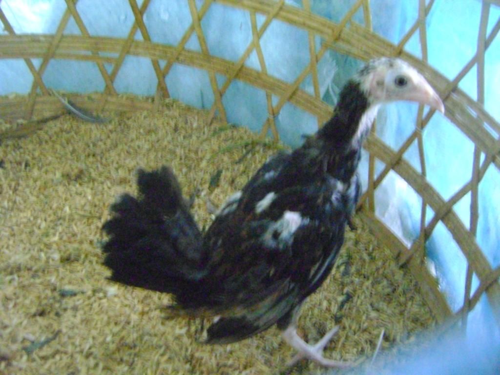 Tre mỹ rặc tơ 2 tháng - 3 tháng tại Q. Bình Tân , gà đẹp bao tre mỹ rặc chuẩn f1 - 1