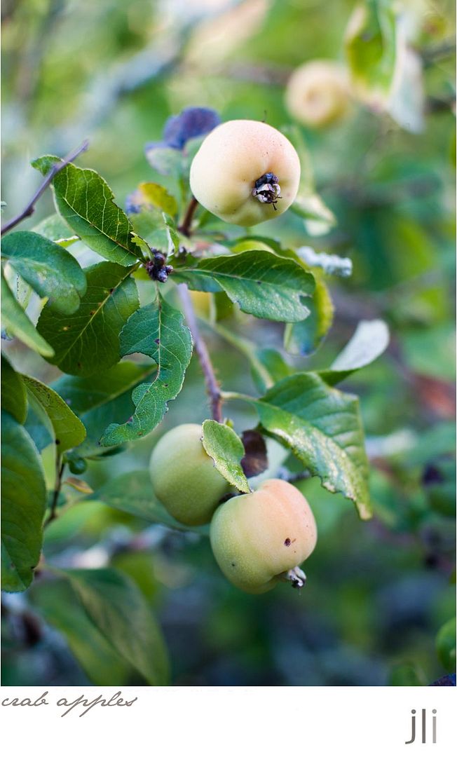 crab apples photo blog-6_zps3e89cf3b.jpg