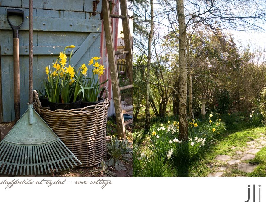 daffodils at rydal photo blog-8_zpscf2a9a22.jpg