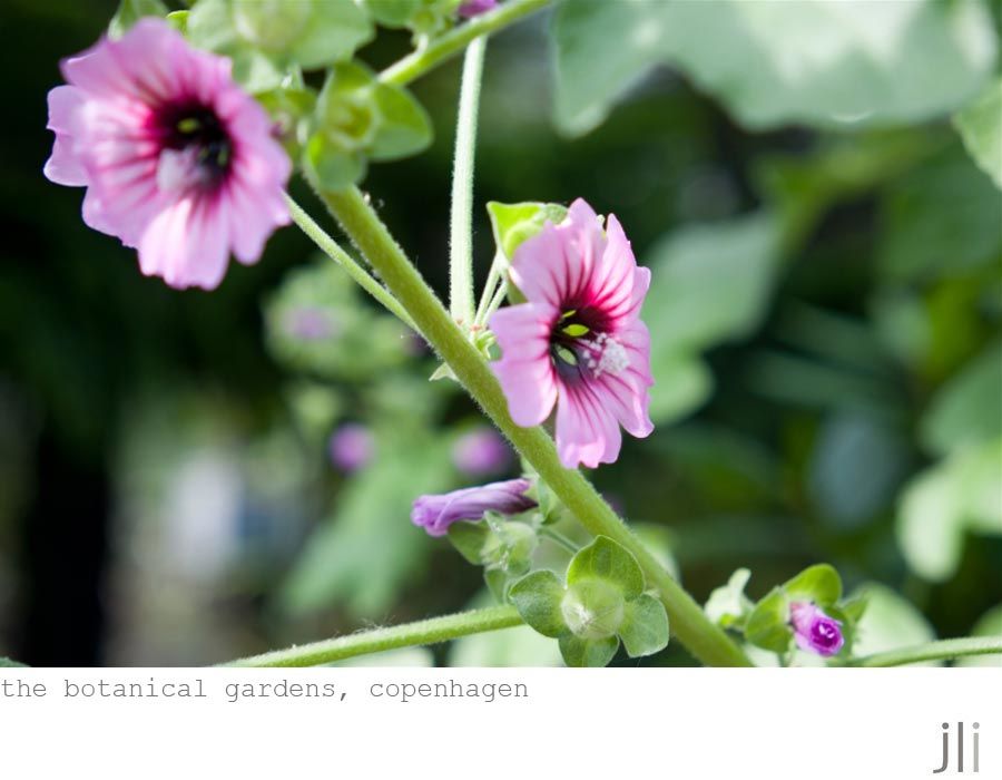 the botanical gardens, copenhagen photo garden-1_zps1626f403.jpg