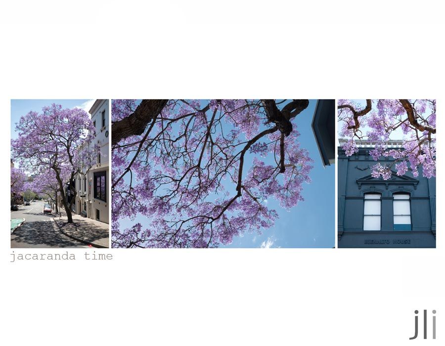jacarandas photo blog-2_zps500f427f.jpg