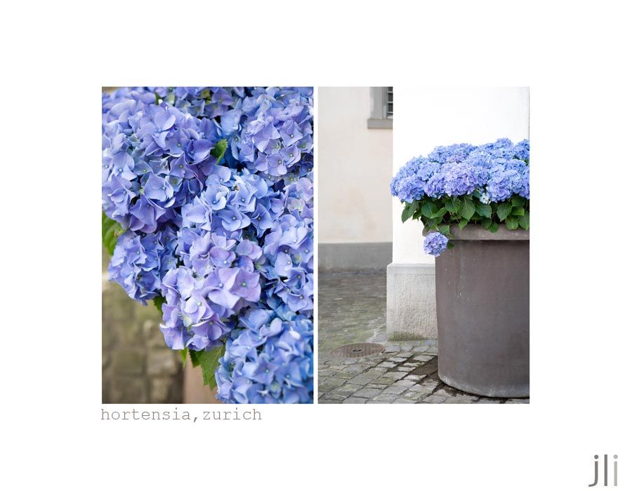 hortensia, zurich photo blog-9_zps316938f3.jpg