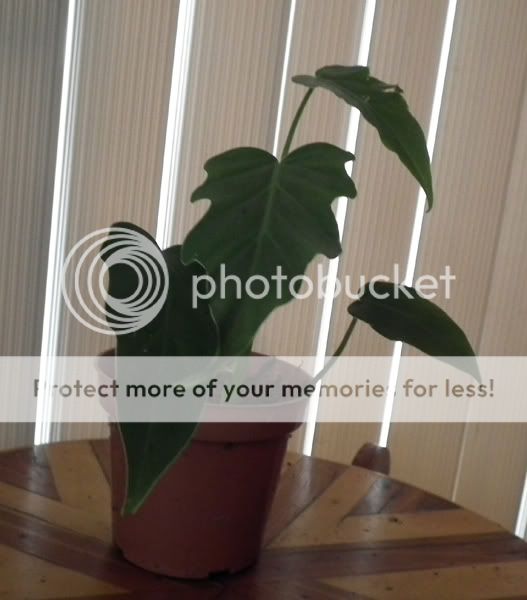 Rare Aroid Philodendron Radiatum live plant vine tropical tree climb 