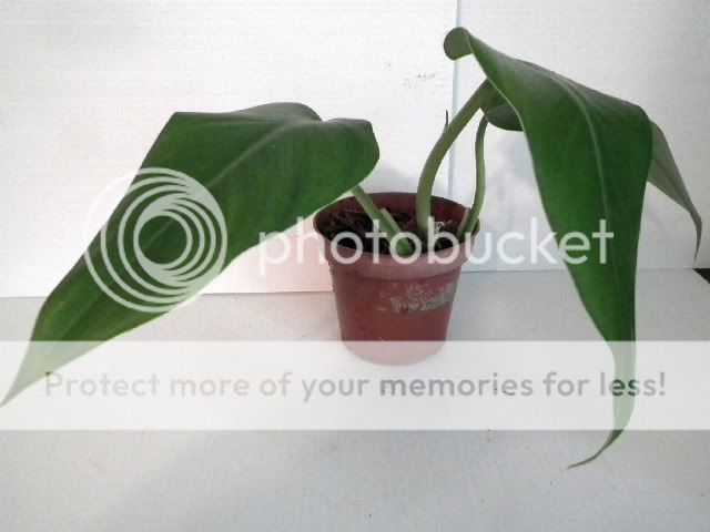   for a hanging basket in a shady area, this plant cascades very well